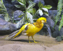Yellow Chinese Pheasant