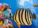 Korallen und tropische Fische, Rotes Meer