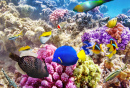 Wunderbare Unterwasserwelt