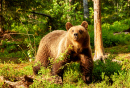 Brown Bear in the Finnish Forest