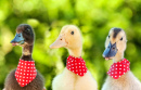 Three Cute Ducklings