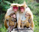 Red Face Macaque Monkeys
