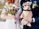 Cute Dog at the Wedding