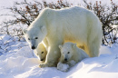 Polar Bear with Twin Cubs