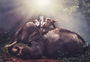Ein Junge und sein Elefant