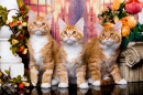 Red-Haired Maine Coon Kittens