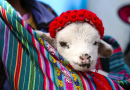 Peruanische Baby Alpaka