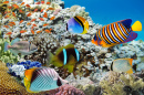 Коралловый риф и тропические рыбы, Красное море