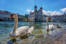 Swans Swimming in Luzern, Switzerland