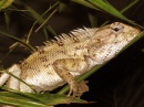 Chameleon Lizard