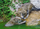 Jaguare haben Spaß im Teich