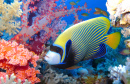 Angelfish and Corals