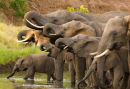 A Herd of African Elephants