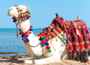 Camel Resting on the Egyptian Beach