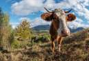 Uma vaca na Transilvânia, Romênia