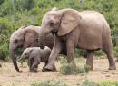 Familie der afrikanischen Elefanten