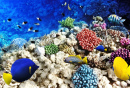 Кораллы и рыбы в Красном море