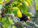 Tucano-de-bico-arco-íris na Costa Rica