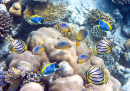 Poisson tropical au-dessus d’un récif corallien
