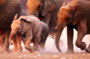 Troupeau d’éléphants dans le désert d’Etosha, Namibie
