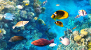 Peixes tropicais coloridos em um recife de coral
