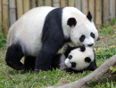 Pandas géants, Chine