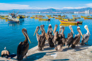 Pelikane im Hafen von Coquimbo