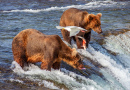 Grizzlybären angeln an den Brooks Falls