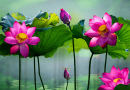 Belle fleur de lotus rose dans le lac