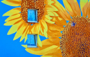 Sunflower Blossoms on a Blue House Wall