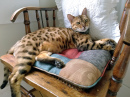 Ausgewachsene Bengalkatze, die sich auf einem Stuhl ausruht
