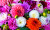 Bouquet de Dahlia et Chrysanthème