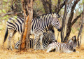 Zebra Family Relaxing in the Shade
