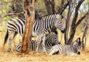 Família Zebra Relaxando na Sombra