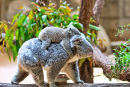 Mãe pega carona no bebê coala
