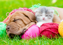 Bordeaux Puppy and Kitten Sleeping Together