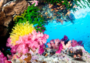 Beautiful Tropical Reef with Bright Corals