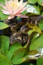 Ducklings!