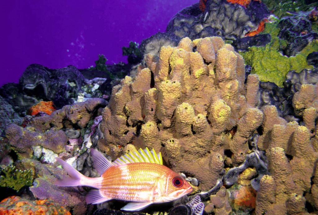 Coral Garden jigsaw puzzle in Under the Sea puzzles on TheJigsawPuzzles.com