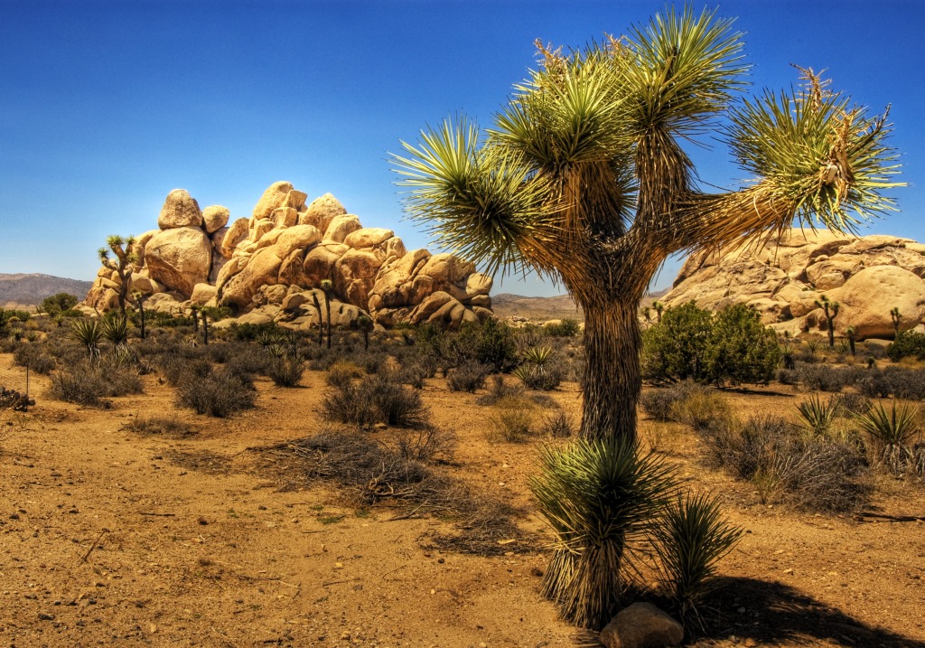 Mojave Symbol jigsaw puzzle in Great Sightings puzzles on TheJigsawPuzzles.com