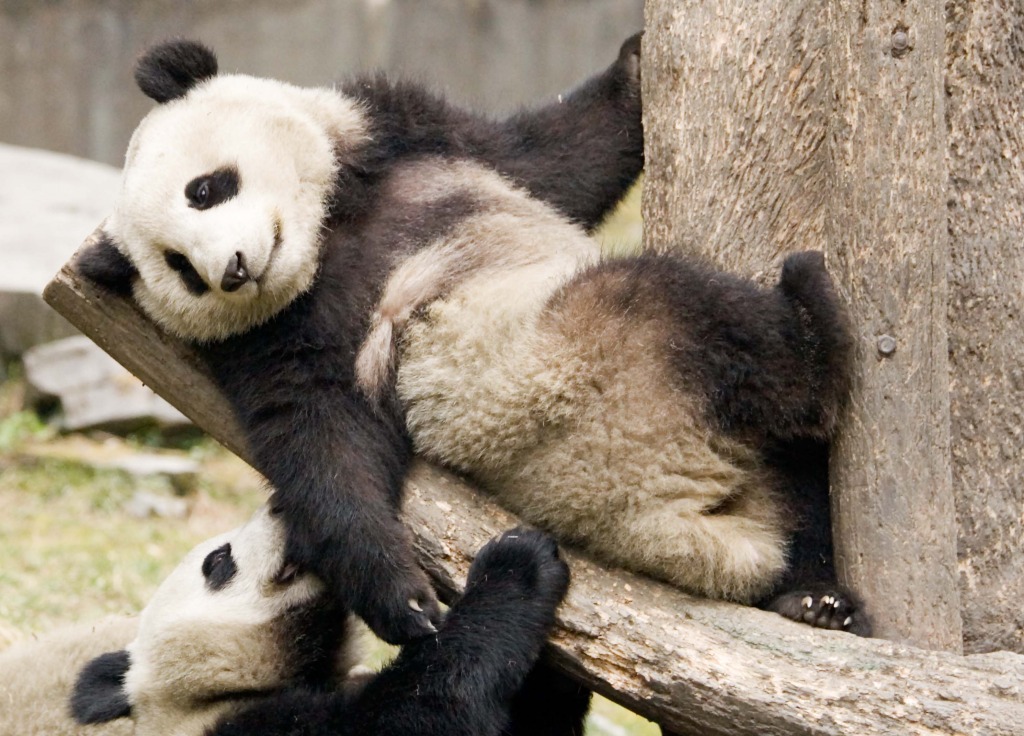 Giant Pandas jigsaw puzzle in Animals puzzles on TheJigsawPuzzles.com
