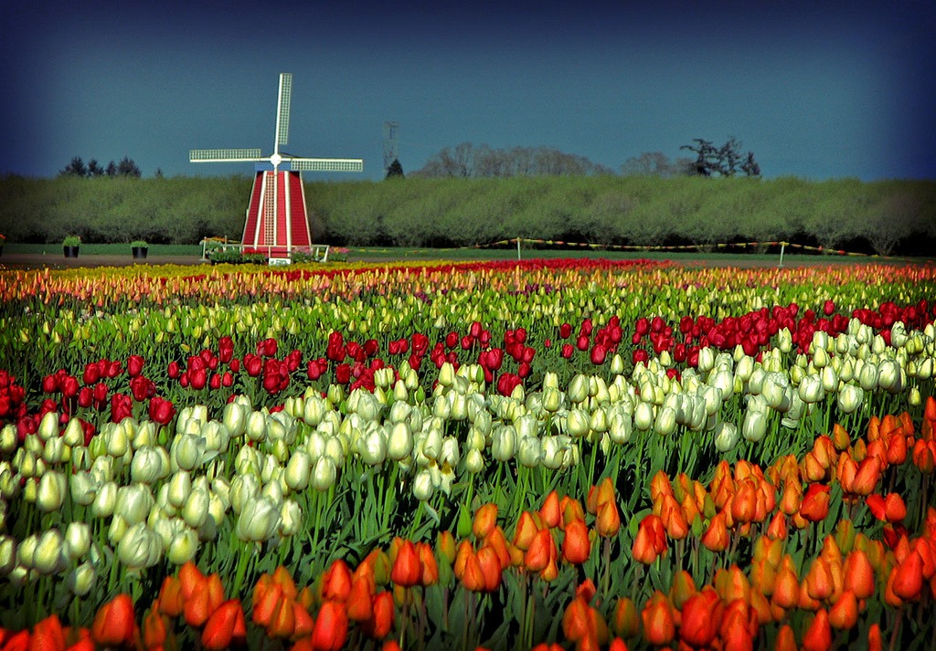 Woodenshoe Tulip Festival jigsaw puzzle in Great Sightings puzzles on TheJigsawPuzzles.com