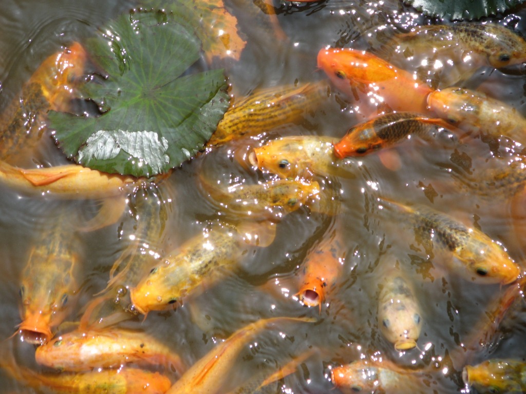A Pond Full of Carp jigsaw puzzle in Under the Sea puzzles on TheJigsawPuzzles.com