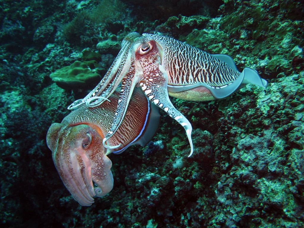 Hooded Cuttlefish jigsaw puzzle in Under the Sea puzzles on TheJigsawPuzzles.com