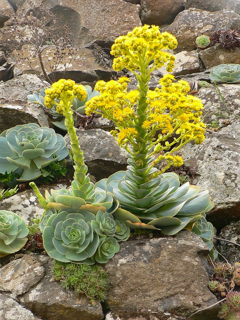 Aeonium Wall Garden jigsaw puzzle in Flowers puzzles on TheJigsawPuzzles.com