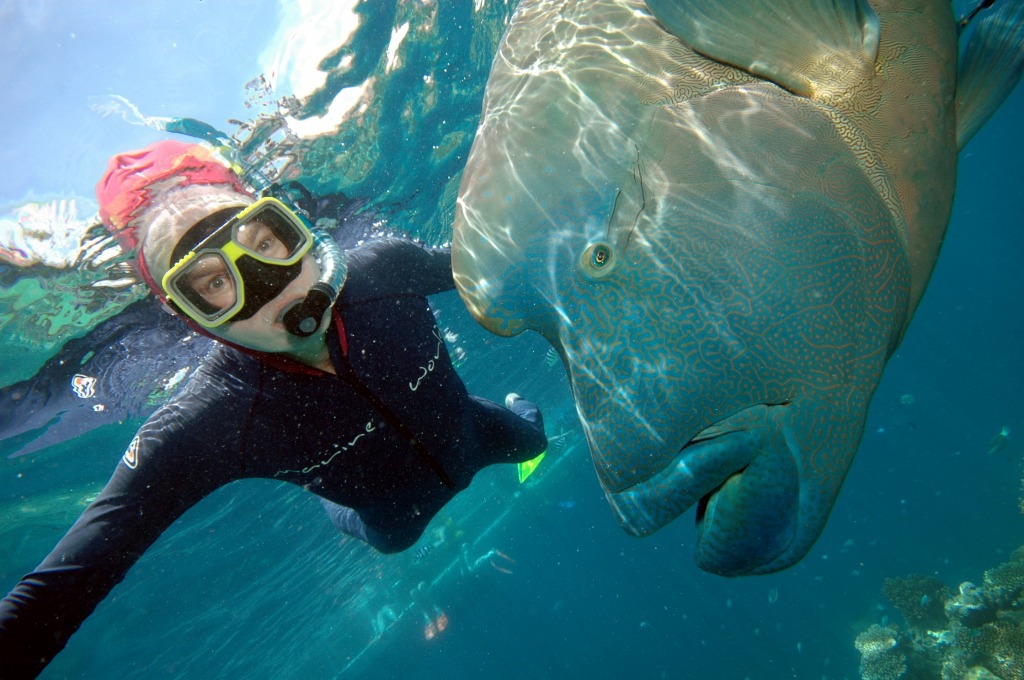 Me with Humphead Wrasse jigsaw puzzle in Under the Sea puzzles on TheJigsawPuzzles.com