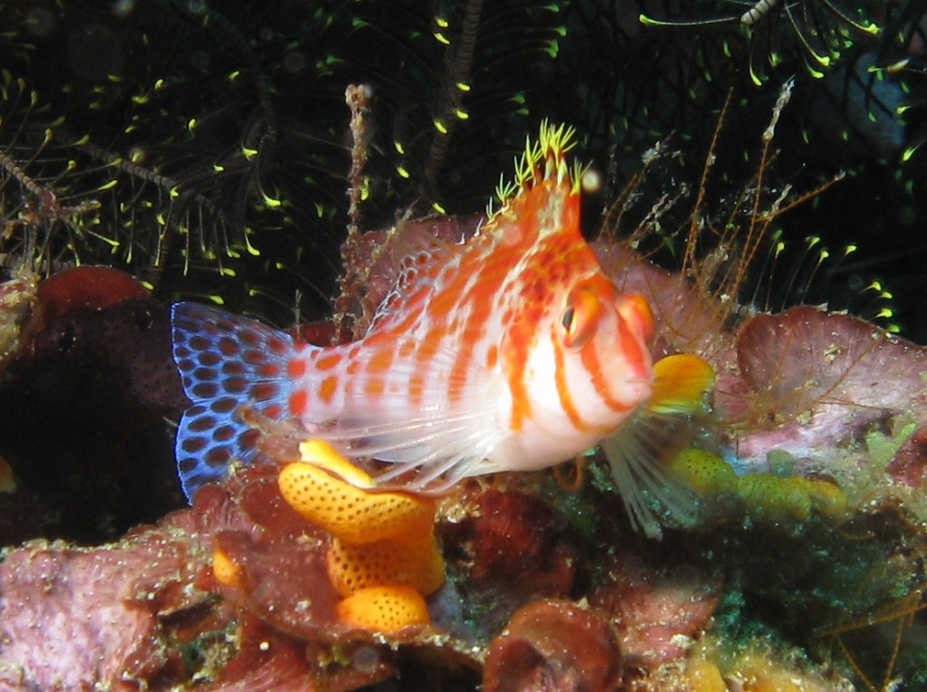 Hawkfish jigsaw puzzle in Under the Sea puzzles on TheJigsawPuzzles.com