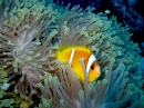 Red Sea Anemonefish in Anemone
