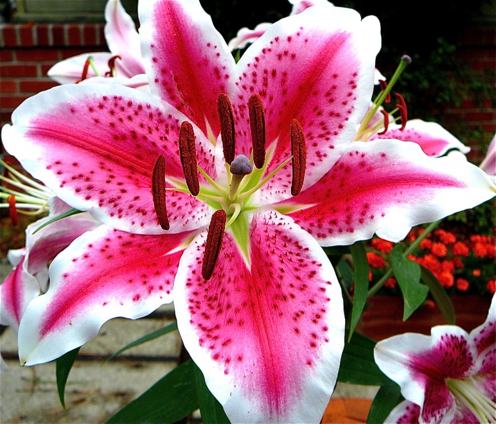 Lily jigsaw puzzle in Fleurs puzzles on TheJigsawPuzzles.com