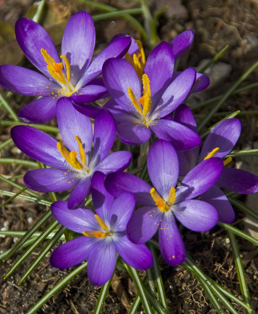 First Crocuses jigsaw puzzle in Flowers puzzles on TheJigsawPuzzles.com